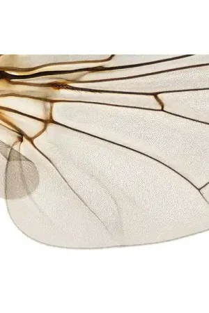 Shapingwaves Insects & Swarms - Fin de série