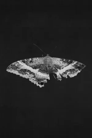 KENDRICK LAMAR - PIMP A BUTTERFLY (ALTERNATIVE SLEEVE) | Coup de cœur des clients